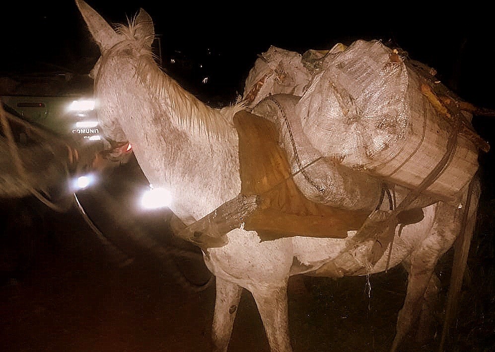 Bombeiros resgatam cavalo que caiu em mata-burro em fazenda de Anápolis, Goiás