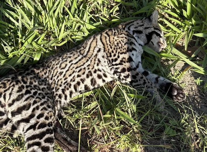 Jaguatirica é encontrada morta em Estância