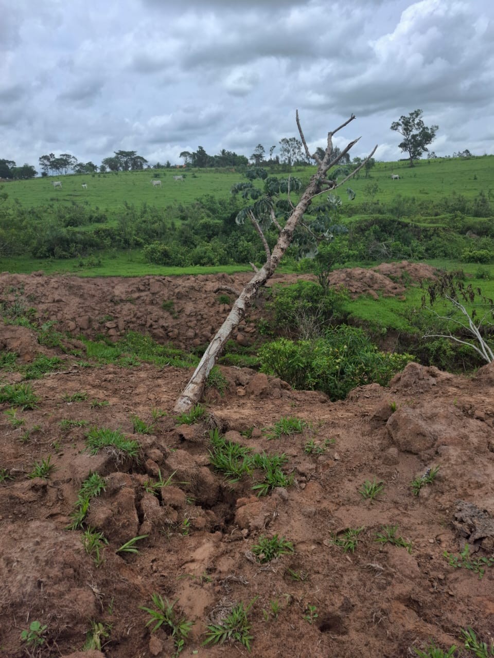 Idoso é multado em mais de R$ 9,5 mil por degradar Área de Preservação Permanente, em Alfredo Marcondes