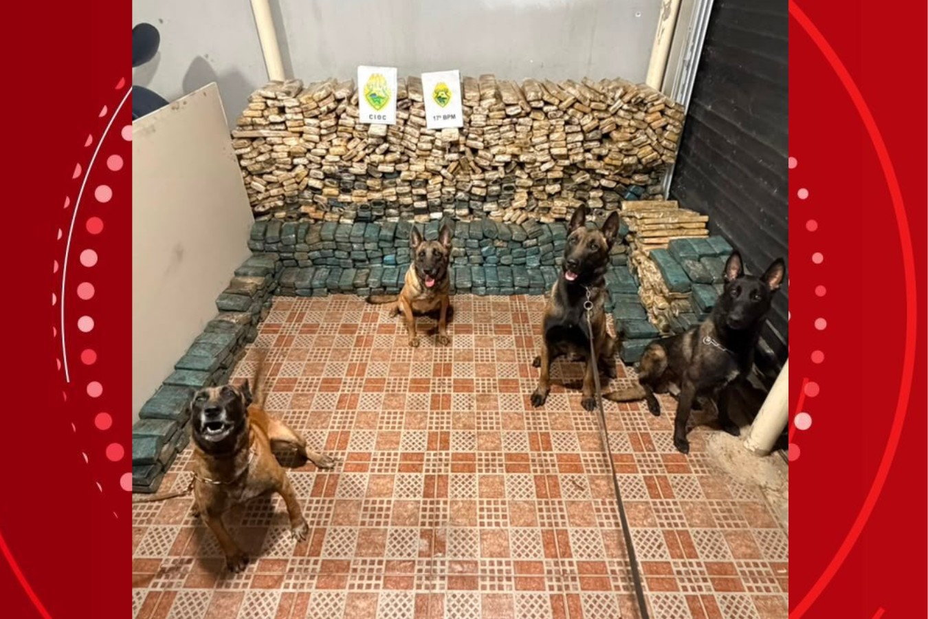 Estepes, caixa de cozinha e semirreboques: cães farejadores ajudam a localizar quase uma tonelada de maconha em carreta no Paraná