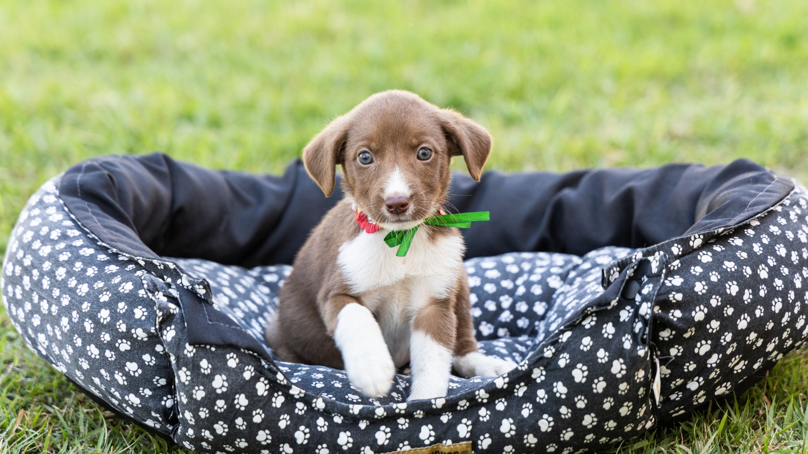 Pets têm direito a carteira de identidade nacional em 2025