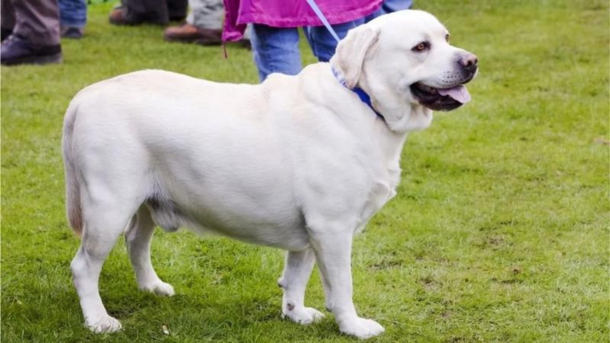 La pista genética que explica por qué los perros labradores tienden a engordar |  Ciencia
