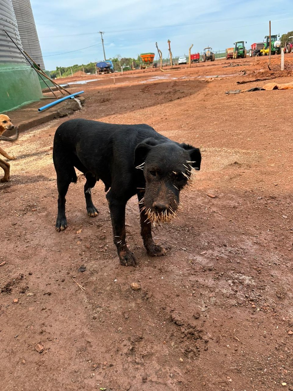 Um dos cães com espinhos — Foto: Corpo de Bombeiros/Divulgação