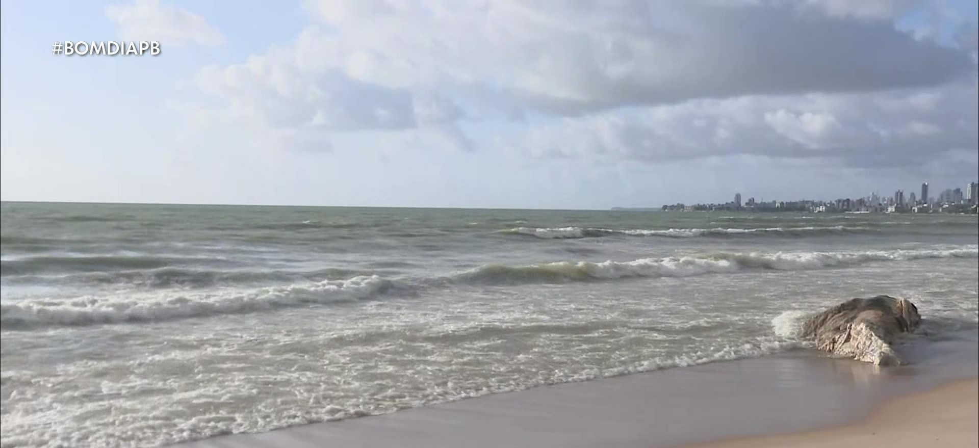 Baleia é encontrada morta na praia de Intermares, em Cabedelo