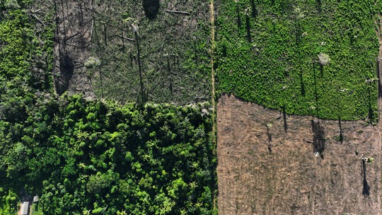 Inpe: alertas de desmatamento na Amazônia sobem 27% no 1º semestre - Taxa de desmate para os seis primeiros meses aumentou de 1.645 km² em 2024 para 2.090 km² neste ano.
