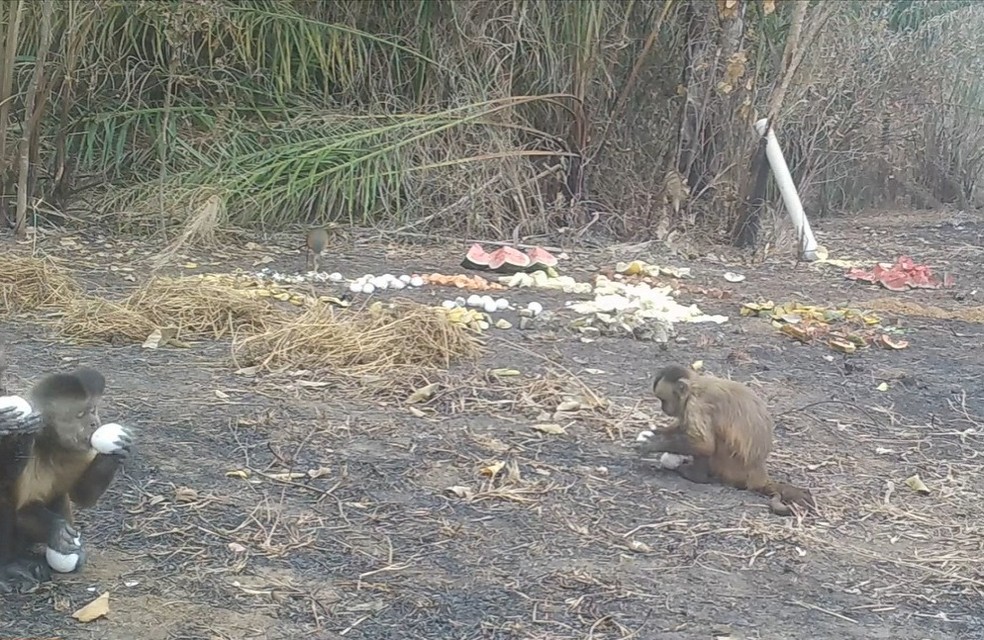 Macacos na regiÃ£o da EstÃ¢ncia Caiman. â Foto: OnÃ§afari/ReproduÃ§Ã£o