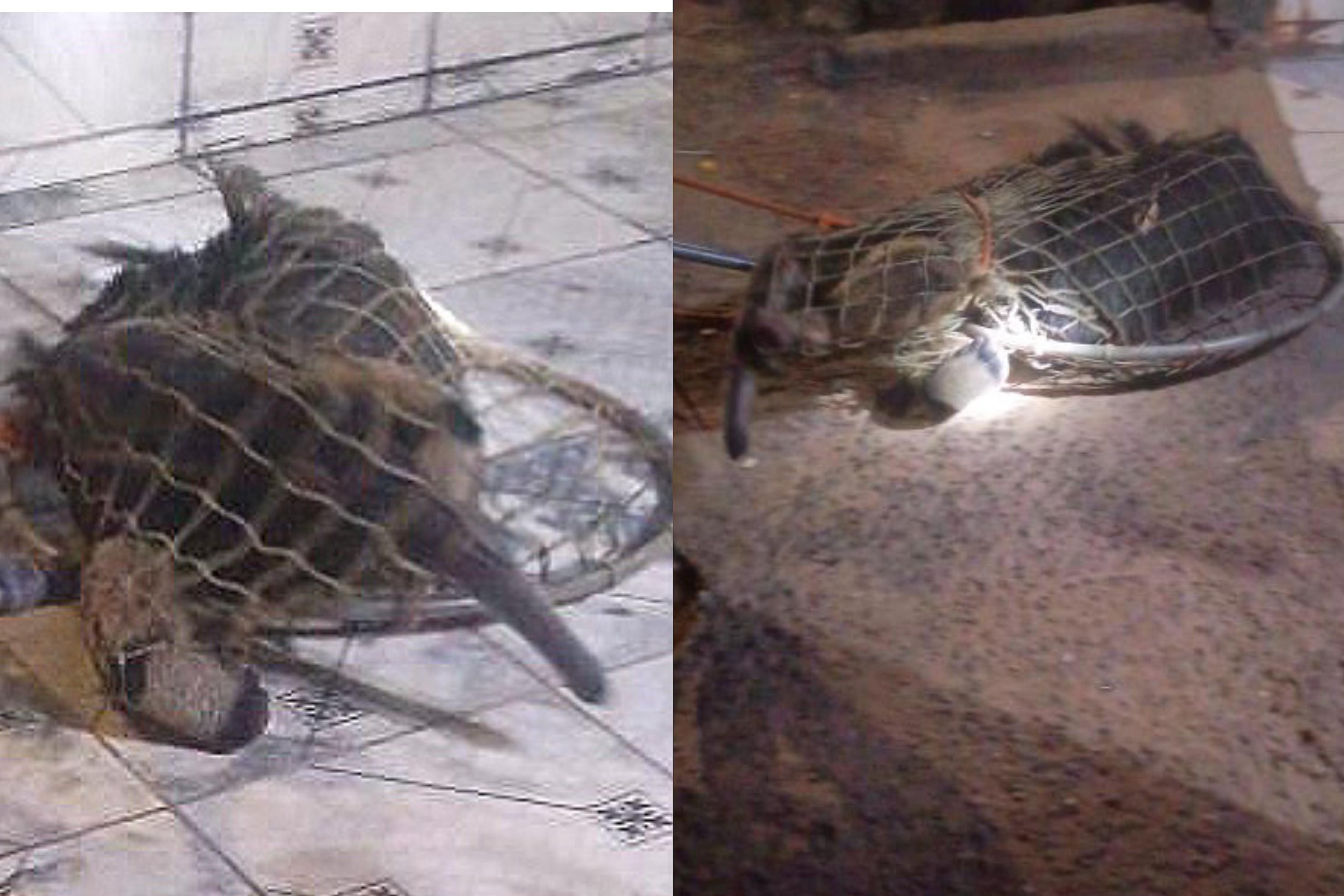 Tamanduá-bandeira invade casa, se esconde na varanda e é resgatado em Porto Velho