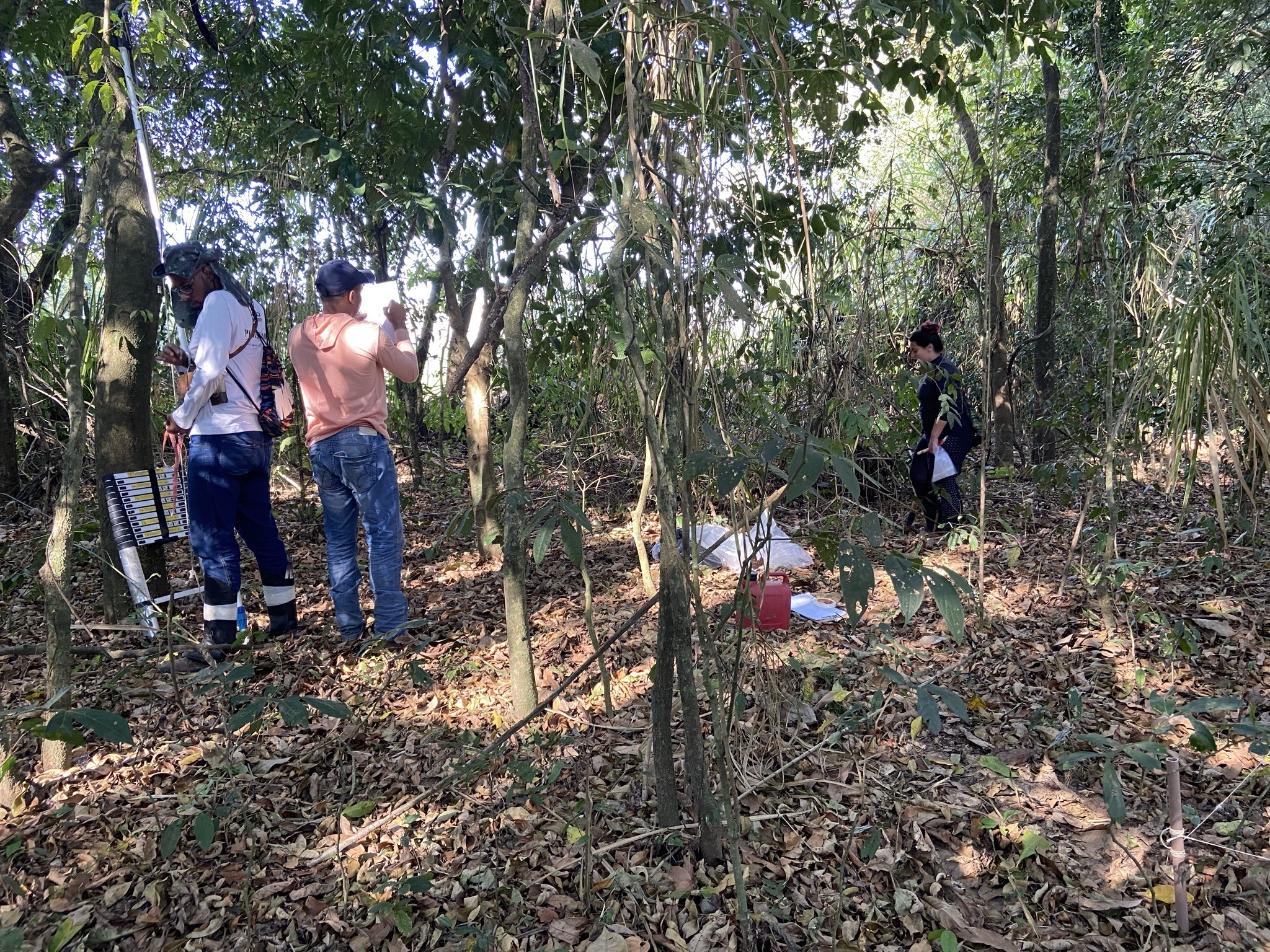 Coleta de espécies na mata cililar do Rio Doce. — Foto: Arquivo pessoal