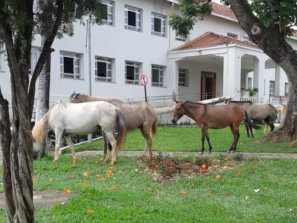 Animais de grande porte abandonados em vias públicas são recolhidos em Viçosa | Zona da Mata | G1