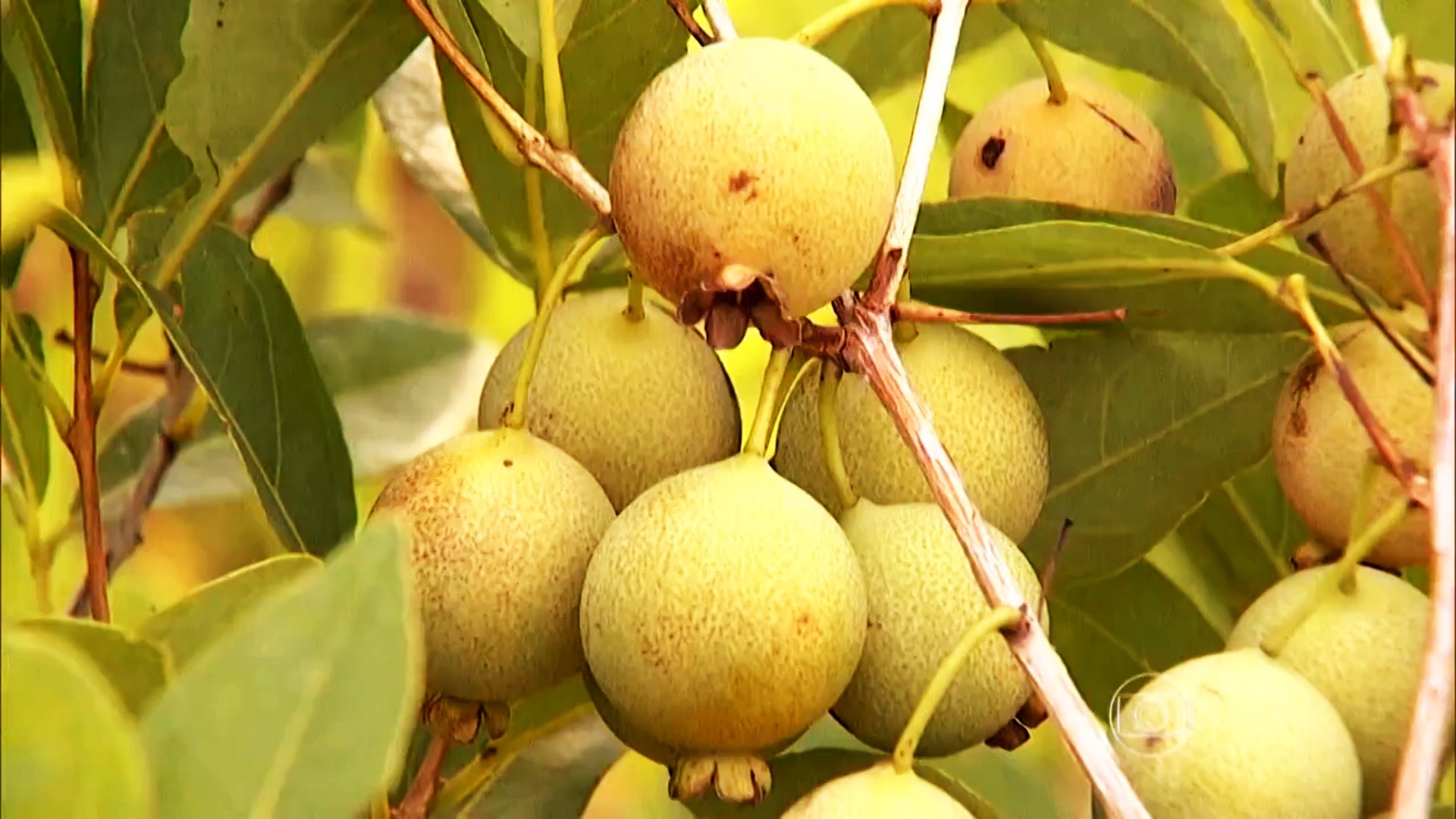 A fruta que é 'rainha do Cerrado' e virou símbolo de renda e preservação em área paradisíaca de MS