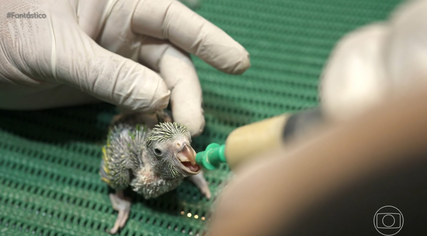 'Órfãos do fogo': os esforços para recuperar a vida dos animais feridos pelas queimadas 