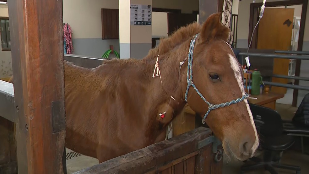O cavalo Caramelo, resgatado em Canoas, nesta sexta-feira (10) — Foto: Reprodução/RBS TV