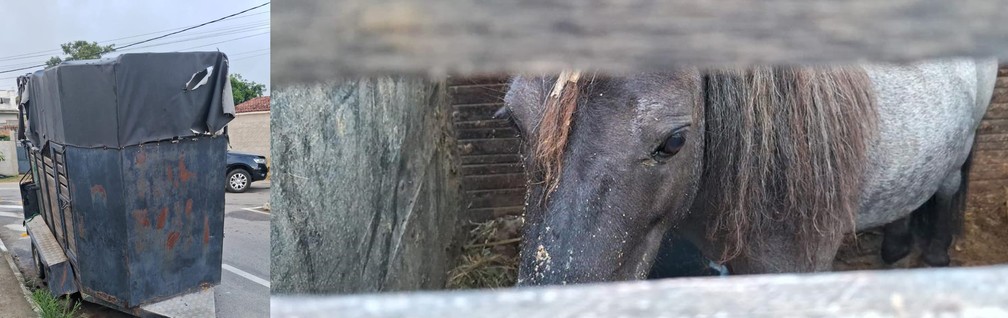 Pônei era mantido preso em trailer em frente à casa de bombeiro — Foto: Reprodução/PF