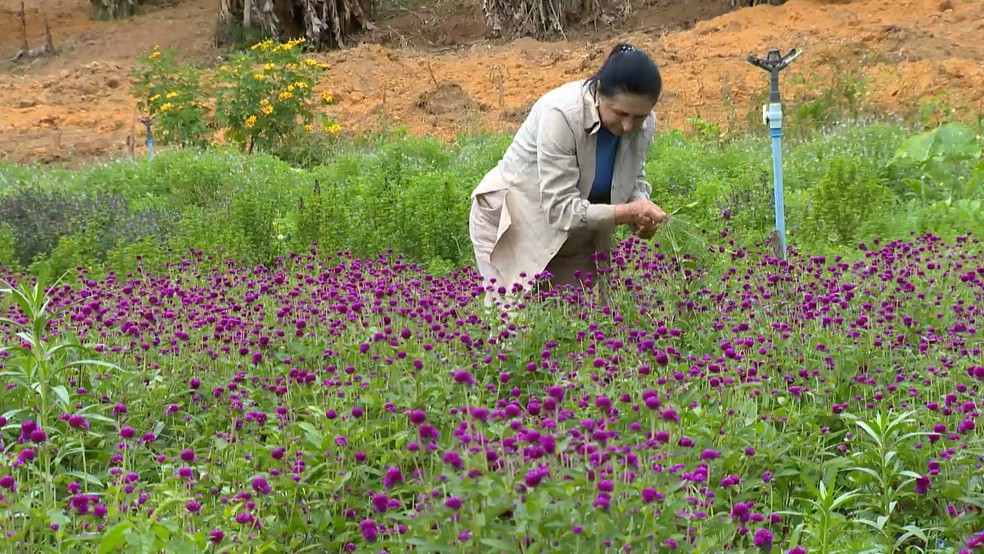 Ervas cultivadas em Santa Maria de Jetibá viram chás premiados na França e chegam a vários estados do Brasil — Foto: TV Gazeta