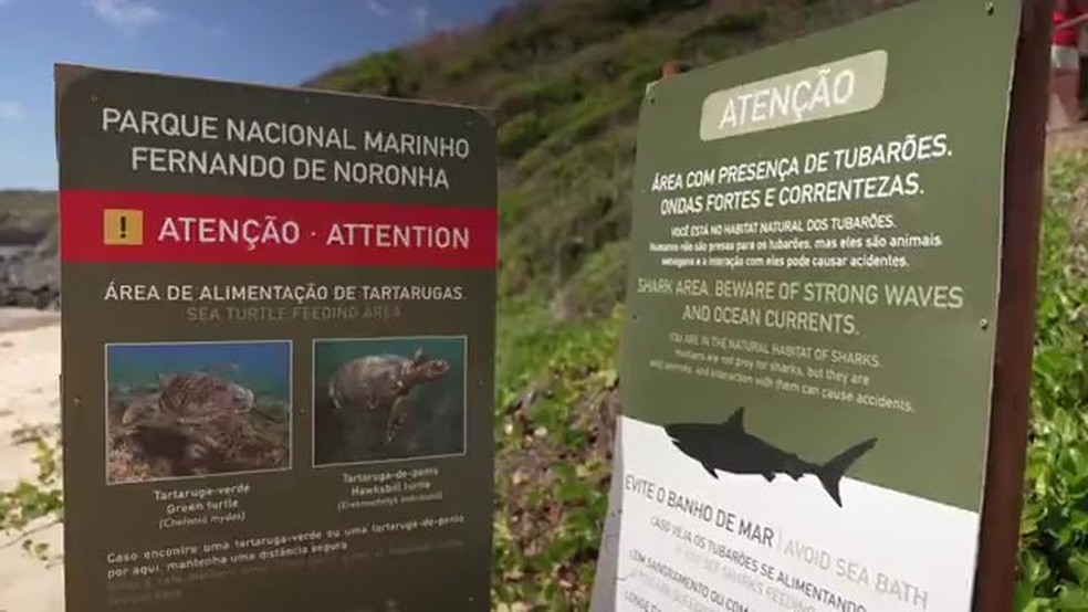 Por que Pernambuco registra mais ataques de tubarão que o Sudeste? — Foto: Reprodução/TV Globo