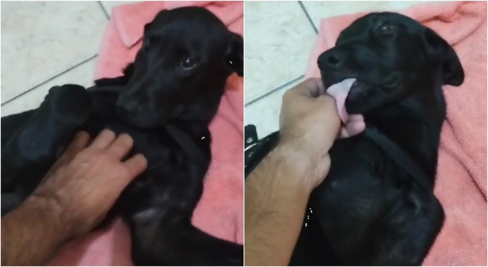 Cachorro espancado pelo tutor foi resgatado após vizinho gravar agressão em Jundiaí (SP) — Foto: Frederico Rocha/Arquivo pessoal