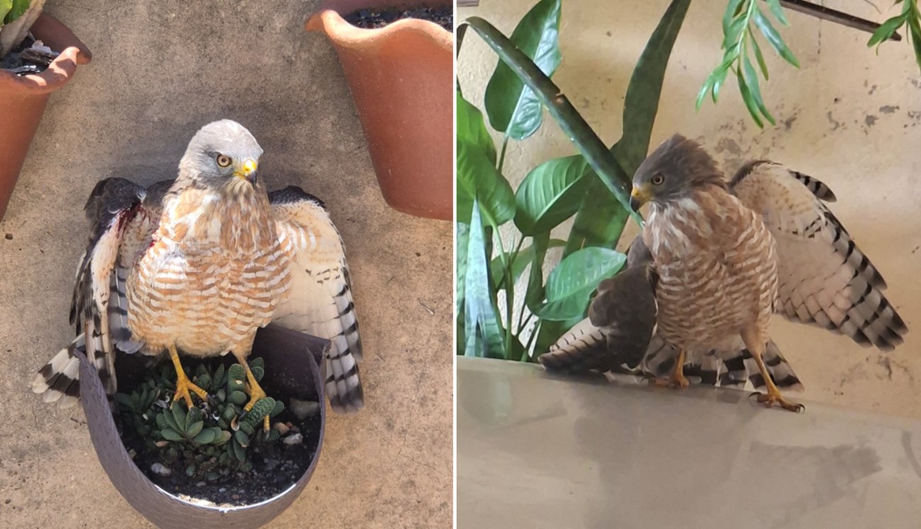 VÍDEO: gavião é resgatado com ferimento e asa quebrada em garagem de casa no interior de SP