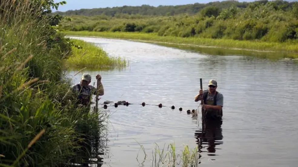 Estudos demonstraram que a grande maioria dos peixes-búfalos-boca-grande que vivem no Lago Rice, em Minnesota (EUA), nasceu antes do fim da Segunda Guerra Mundial, em 1945 — Foto: Alec Lackmann