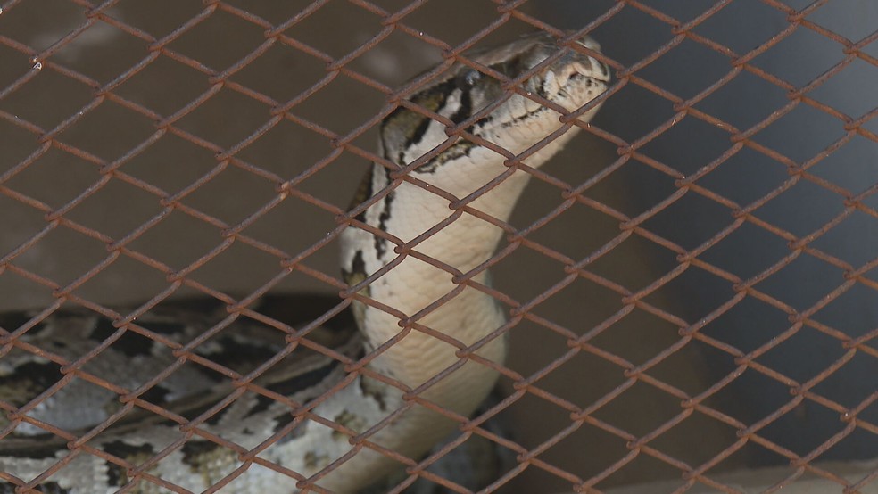 Pesquisadores analisam substância usada na digestão de ptons — Foto: TV Globo/Reprodução