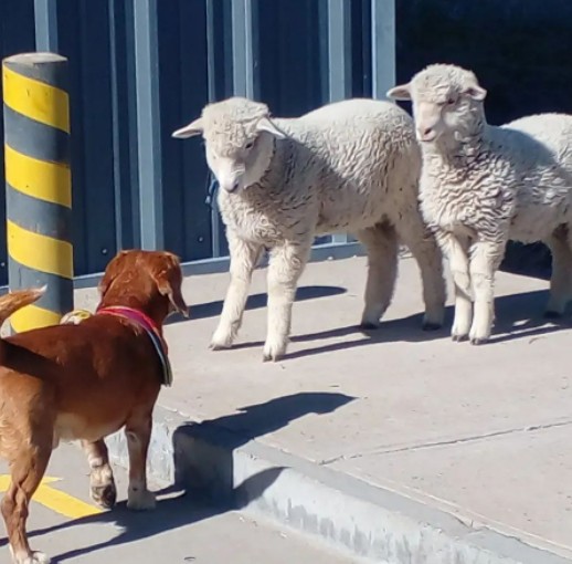 Morre Térix, cão aventureiro que visitou 15 países da América