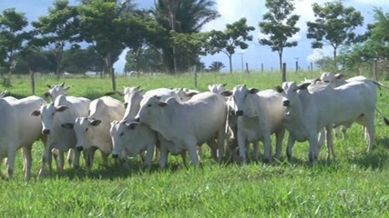 Confira o giro de notícias do agro na semana