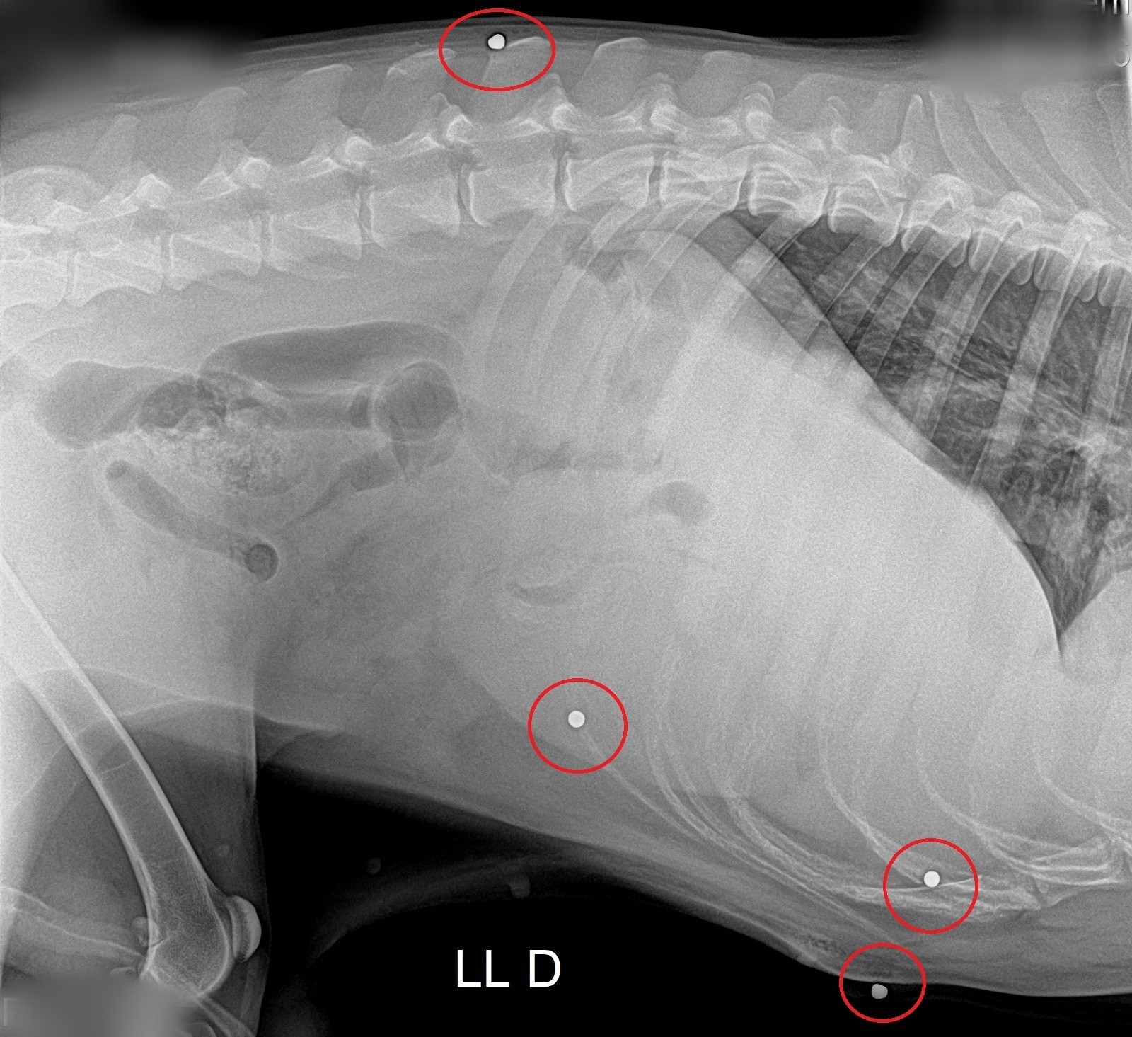 Homem atira em cachorro por achar que animal danificava horta e acaba preso em Montes Claros