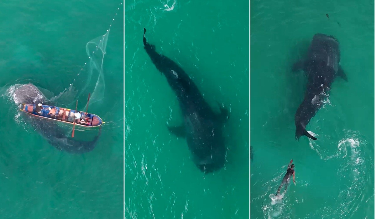 Tubarão-baleia fica preso em rede de pesca e mobiliza equipes em Arraial do Cabo