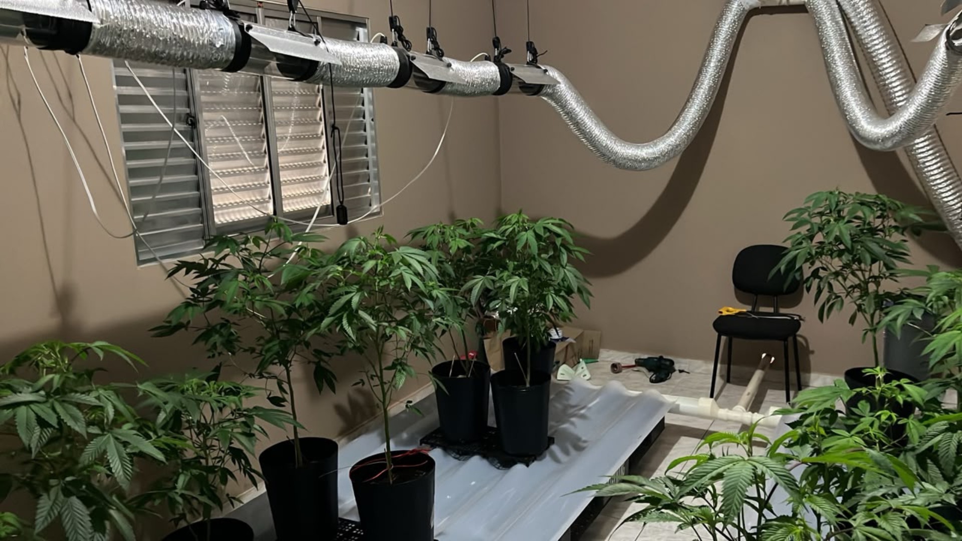 Homem é preso suspeito de utilizar casa como refinaria e manter estufa profissional de maconha