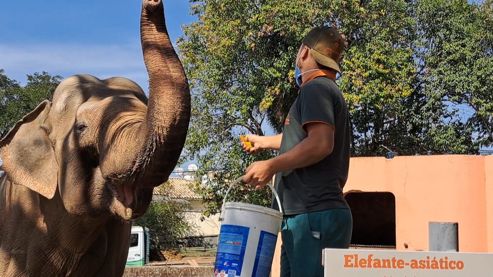 Projeto de R$ 3,1 milhões para recinto do elefante Sandro em Sorocaba levou 3 anos e segue travado na prefeitura
