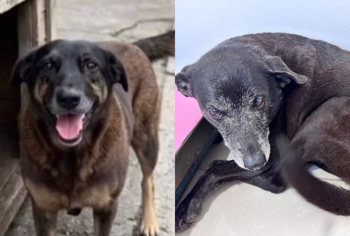 Cadela 'adotada' por Orelha, cão comunitário morto após agressões, é internada em Florianópolis