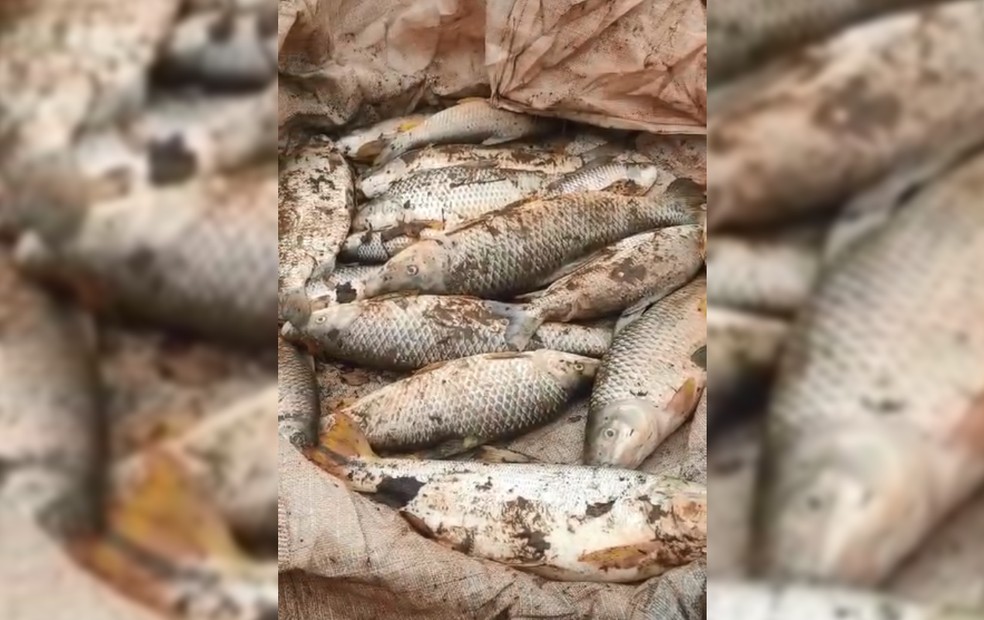 Moradores registram mortandade de peixes no Rio Tibiriça em Queiroz — Foto: Arquivo pessoal