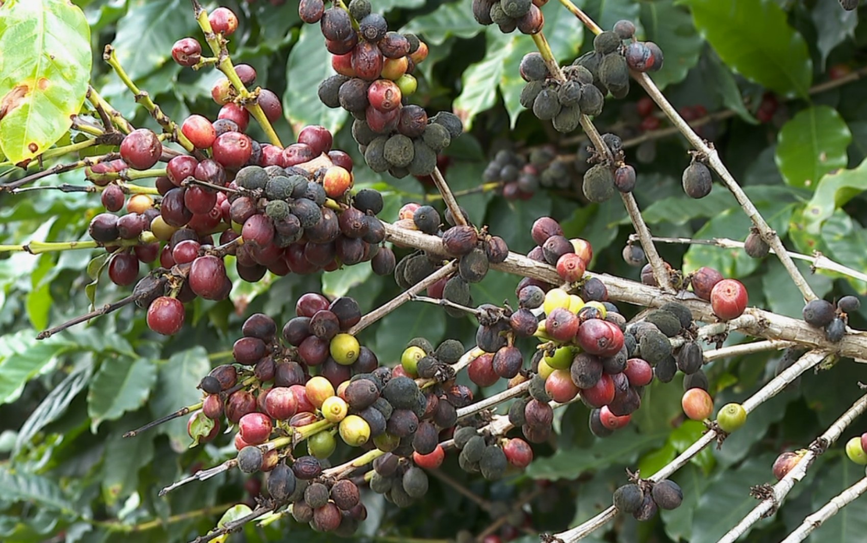 Colheita do café avança no Sul de Minas e produtores mantêm otimismo, apesar dos impactos do clima
