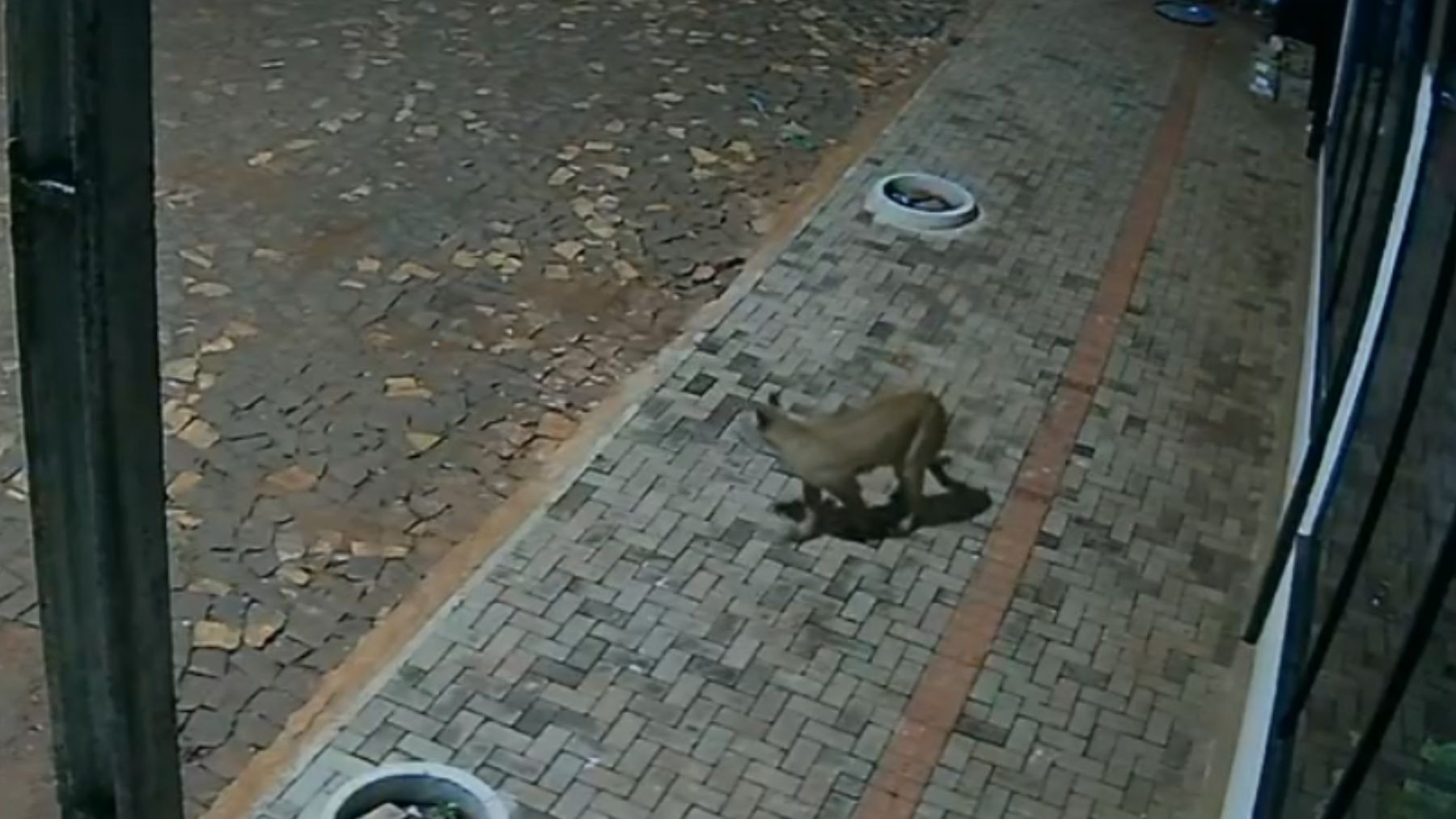 VÍDEO: onça-parda é flagrada nos fundos de pizzaria no Paraná 