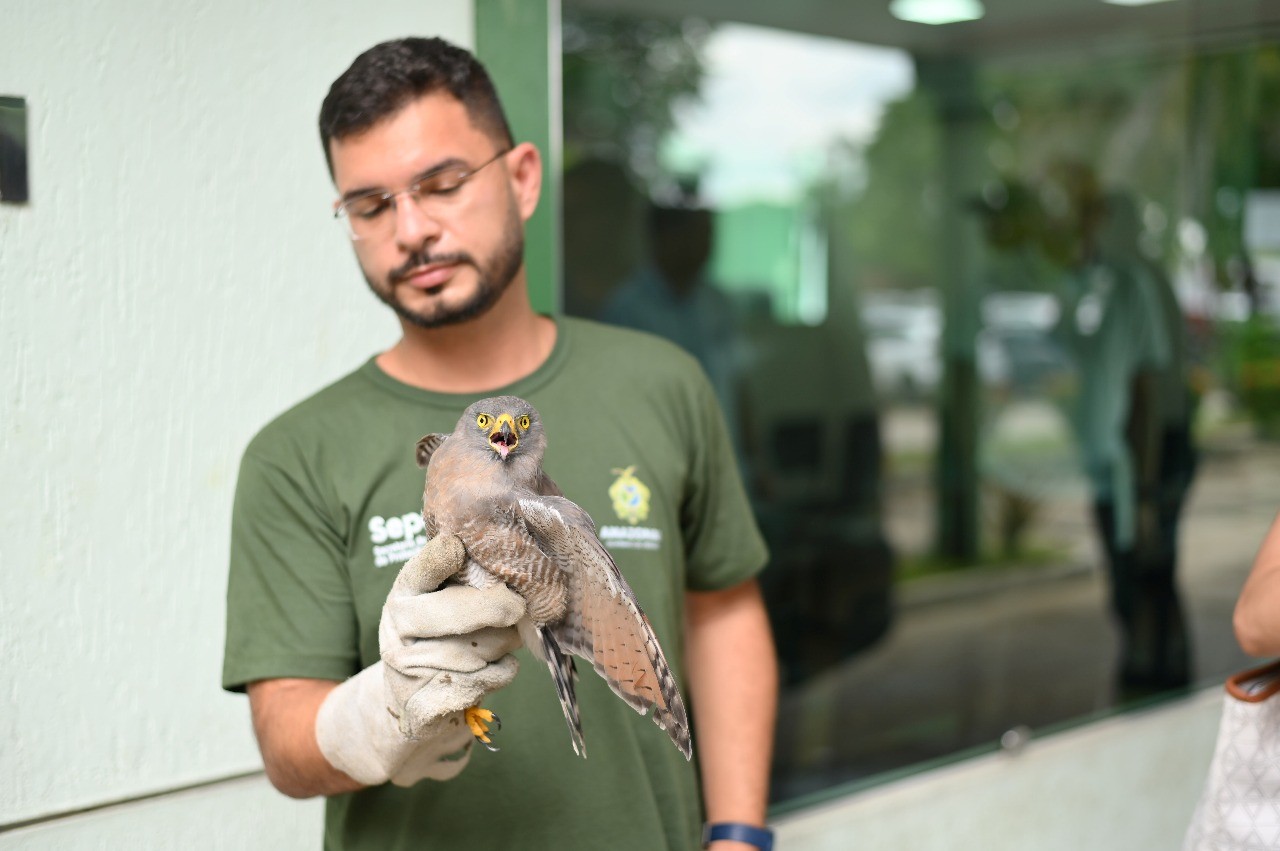 Filhote de gavião-carijó com suspeita de fratura é resgatado em Manaus