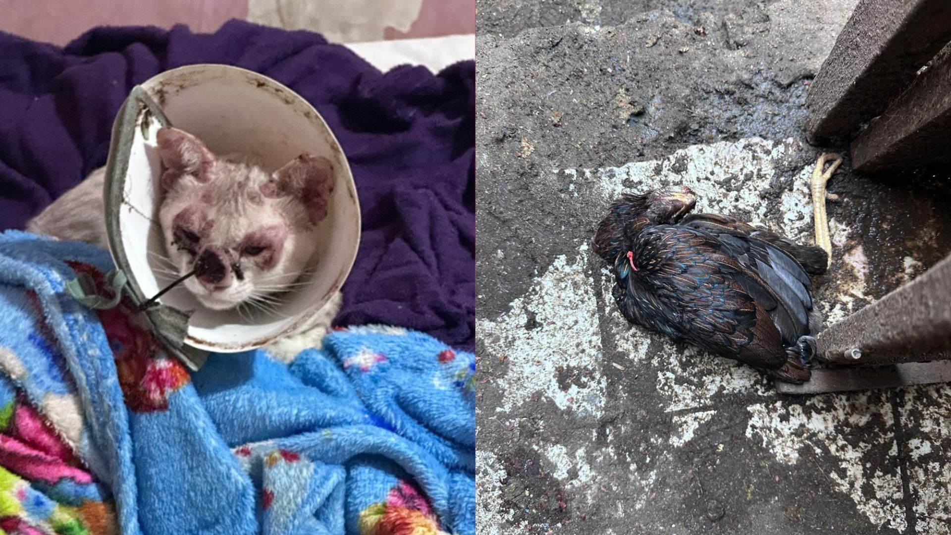 Criança resgatada em situação extrema vivia entre fezes e animais doentes em Guarapari; mãe é presa