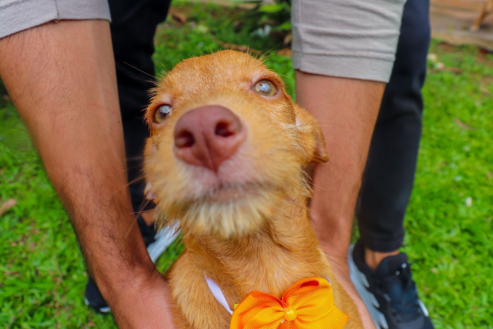 Mais de 60 cães e gatos vivem em Centro de Zoonoses de Rio Branco e podem ser adotados; saiba como