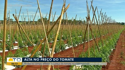 Perdas no campo influenciam o aumento no preço do tomate