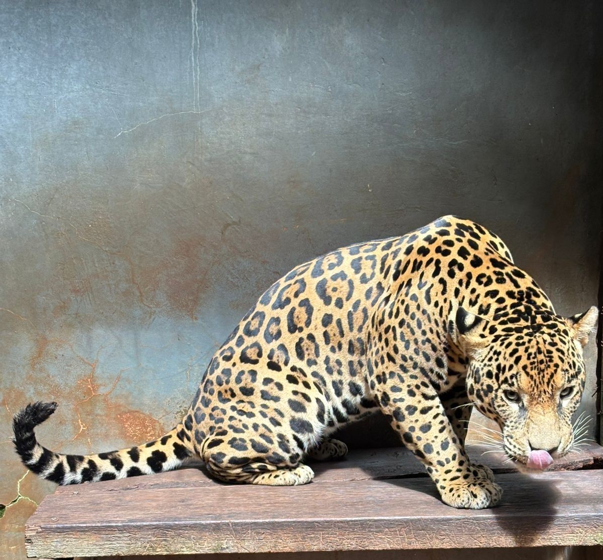 VÍDEO: onça-pintada resgatada de cativeiro ilegal no Pará é trazida para o zoobotânico de Rio Preto