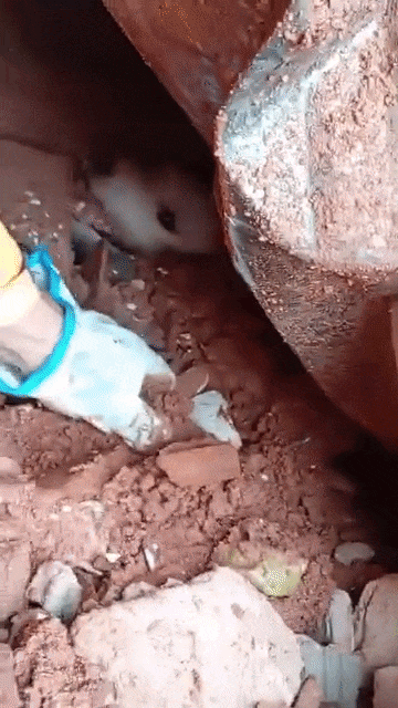 Vídeo mostra cachorro sendo resgatado em meio a escombros em Juiz de Fora