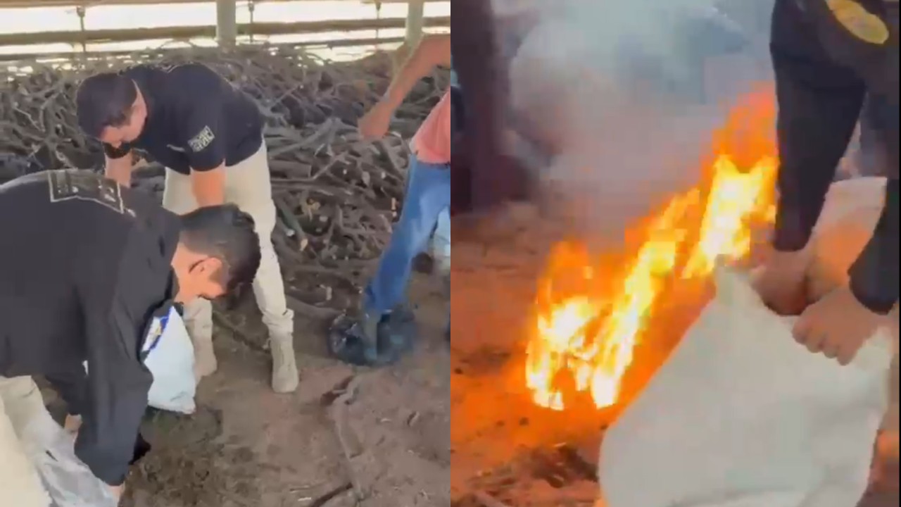 Polícia Civil incinera 900 kg de drogas apreendidas em Cabrobó