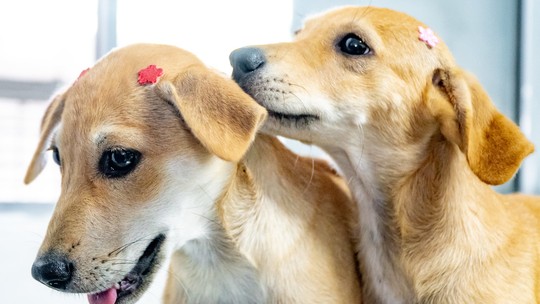 Um novo lar: Subea promove feira de adoção e disponibiliza 60 pets - Foto: (Juliana Nakagawa/Prefeitura de Bertioga)