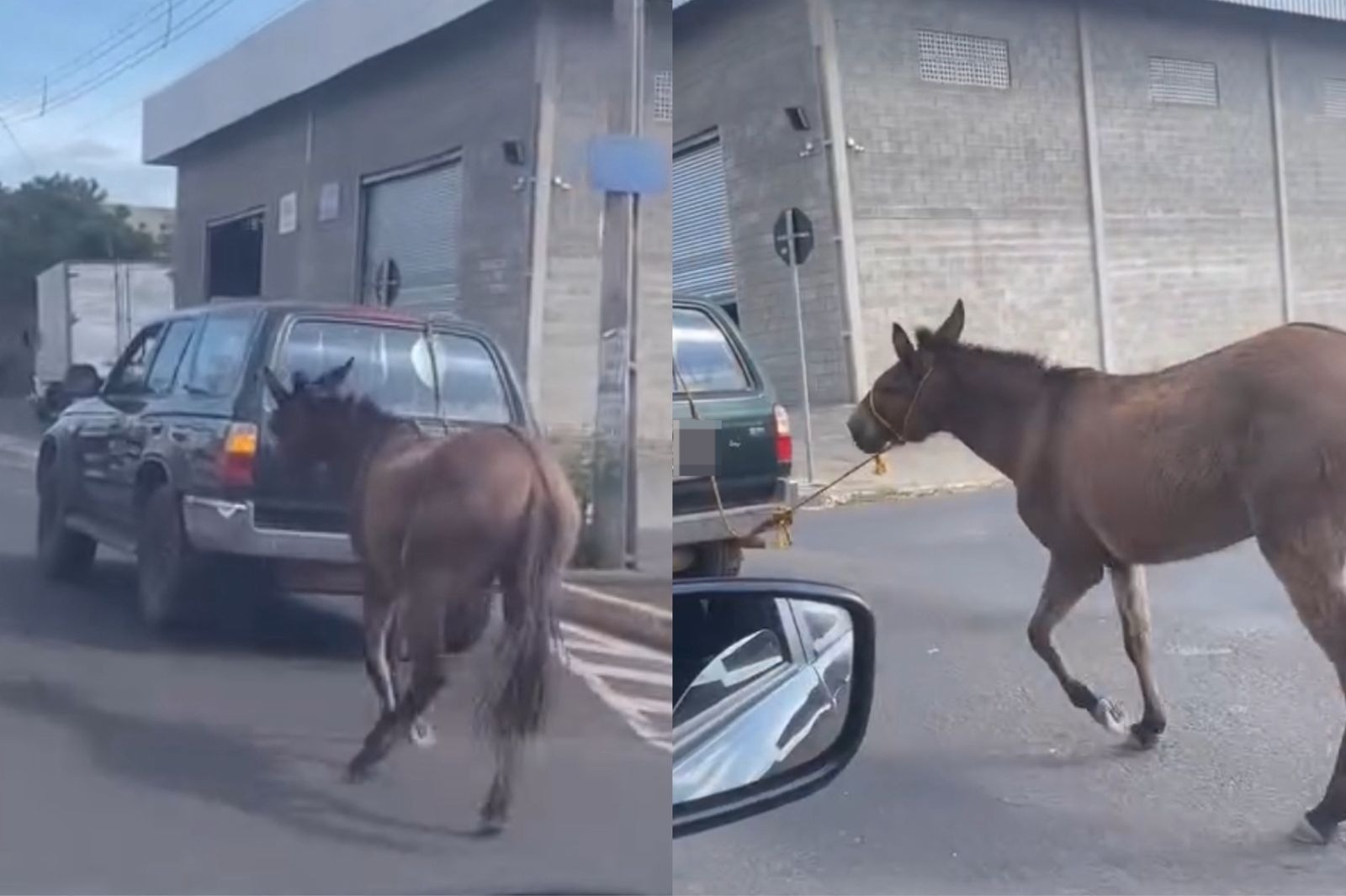 Vídeo: jumento é amarrado à traseira de carro e puxado por avenida na Zona Leste de Teresina