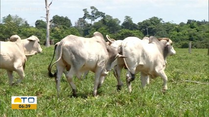 Confira os principais destaques do Jornal do Campo deste domingo (29)