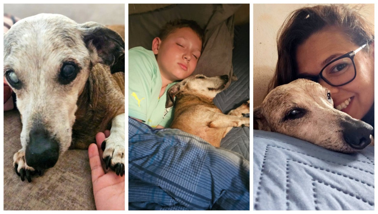 Cãozinho 'vovô' de 18 anos que emocionou tutor tem rotina com cuidados especiais e muito amor