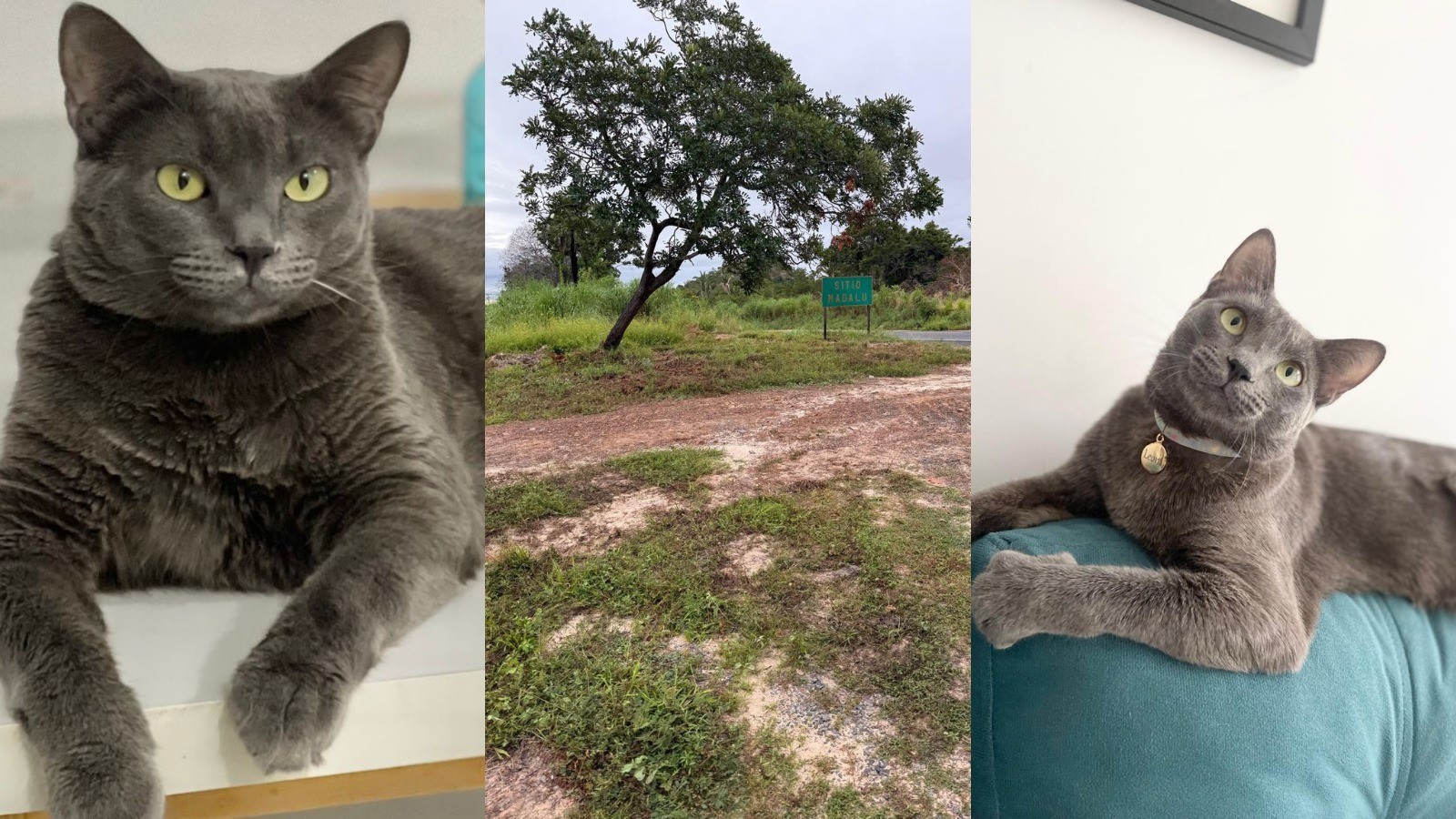 Família procura gato que fugiu após acidente na BR-316, no Piauí