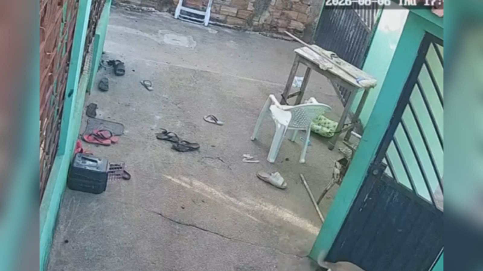 Ataque de abelhas mata quatro cães em residência no bairro Diamantino, em Santarém