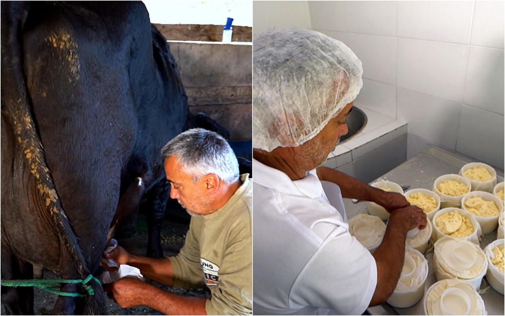 Rotina de Jayme envolve a ordenha de apenas 11 vacas e a fabricação diária de cerca de 20 peças — Foto: EPTV/Reprodução