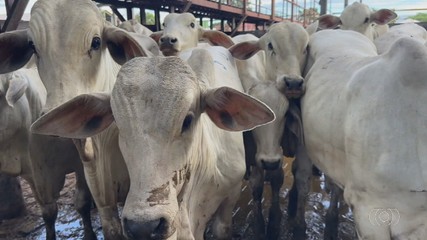 Região do norte de Goiás e do sul de Tocantins se destaca na pecuária de gado de corte