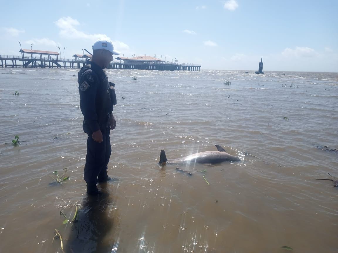 Boto-cinza é encontrado morto com marcas de rede e lâmina na orla de Macapá