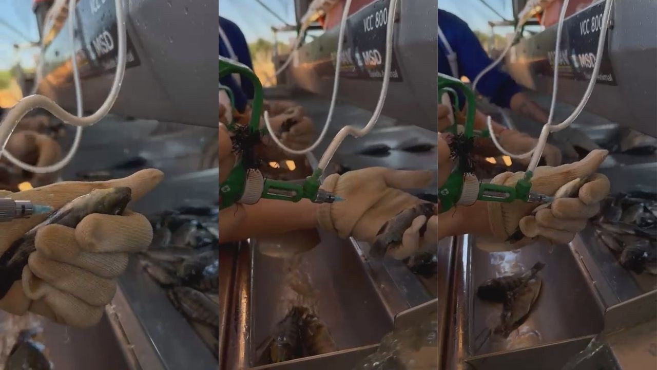 Tanque com sedativo e agulha fina: como é feita a vacinação de tilápias no maior município produtor do Brasil